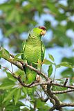 Lilac-crowned Parrot